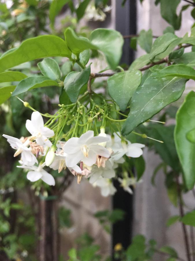 Maesot Siri Hotel Mae Sot Bagian luar foto